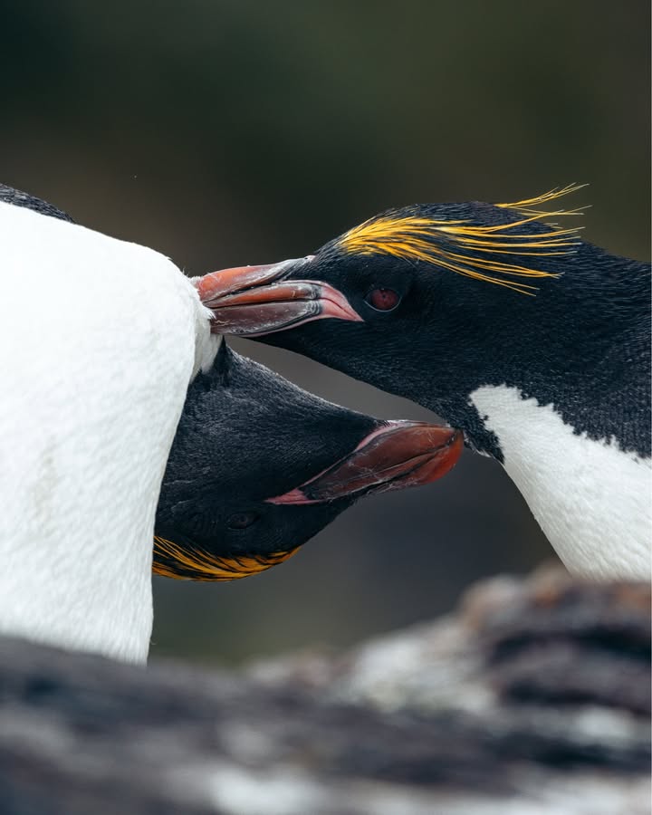 Secret Atlas tweet media