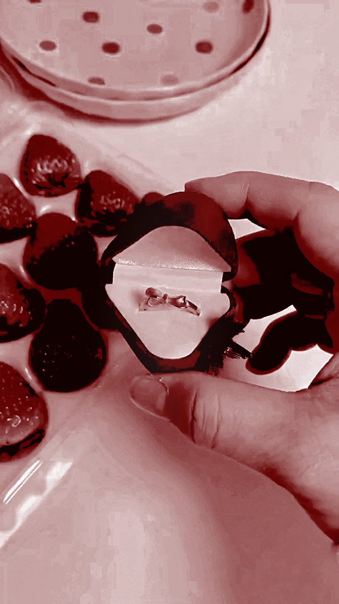 ‍‍‍ ‍⁎ ،̲،̲ ‍‍ ‍𝒻𝘰𝘳 ‍𝗍𝗁𝖾 ‍𝓰𝒂𝒛𝒆. ‍ tweet media