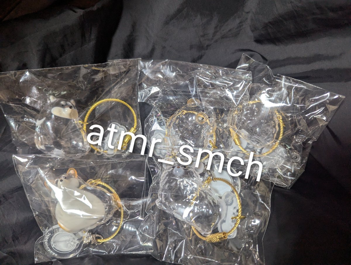atmr_smch's tweet photo. うちの子のけだまだま お譲りします

【譲】黒柴×1、プードル×2、柴犬×1、チワワ白×1
【求】定価（郵送の場合は+送料）

都内手渡し>郵送

リプでもDMどちらからでもお気軽にお声がけください🙇🏻‍♀️ https://t.co/hpSsO7B5da