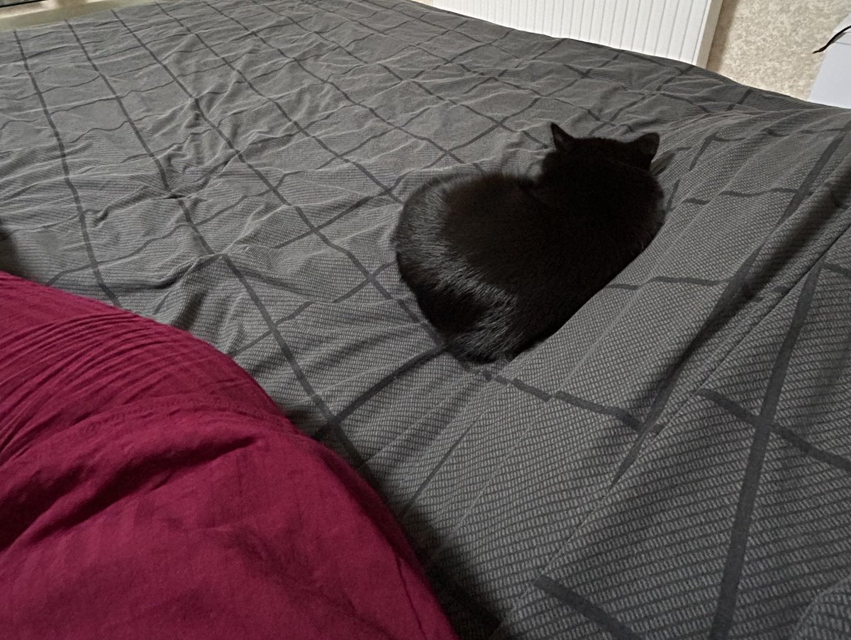 flokyfunky's tweet photo. I think he’s still mad about the walk…

#catday #Catmeme https://t.co/irqovJq7Jh