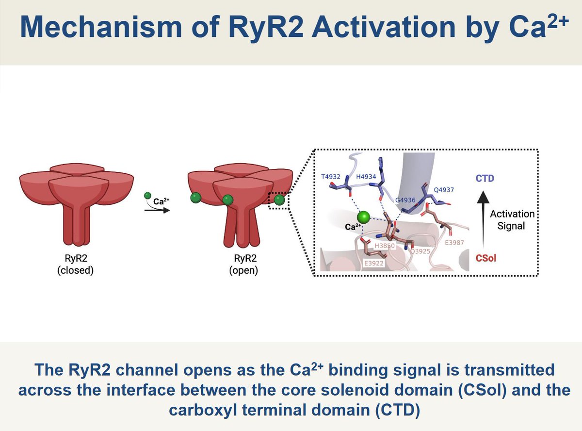 AJP-Cell Physiology tweet media