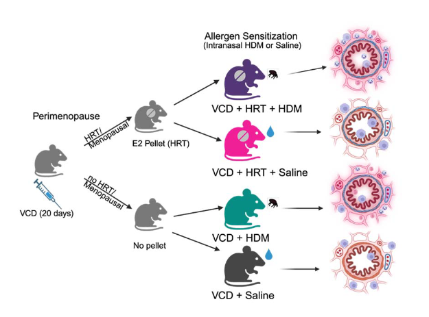 AJPLung's tweet photo. Check out this #OpenAccess #ArticleinPress! The impact of #estrogen replacement during #perimenopause on lung function and airway #inflammation in the VCD mouse model (William P. Pederson et al. @uarizona):

https://t.co/z1af4zBHA1 https://t.co/rDuvcWk15z