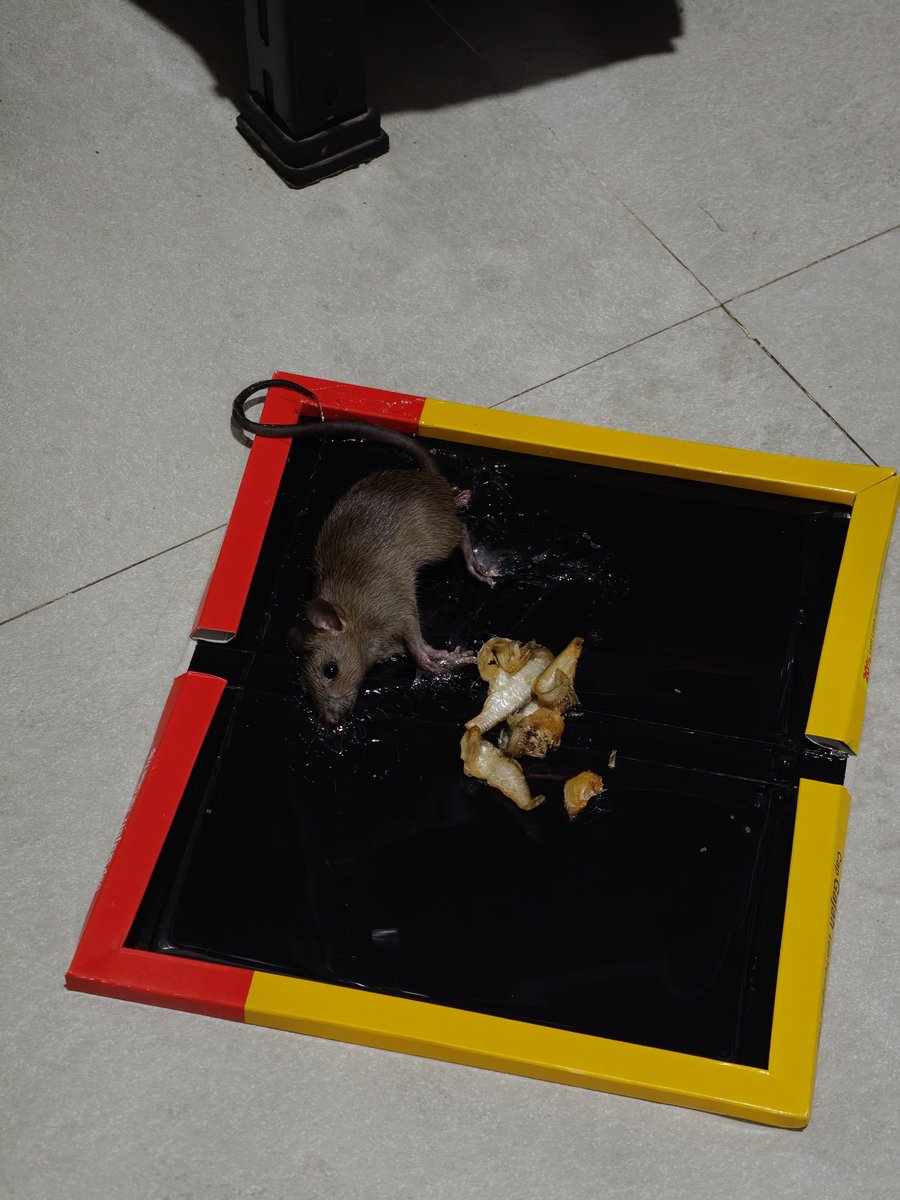 arryangga tweet media