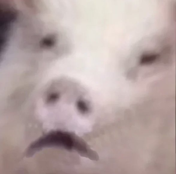 Сумний і волохатий tweet media