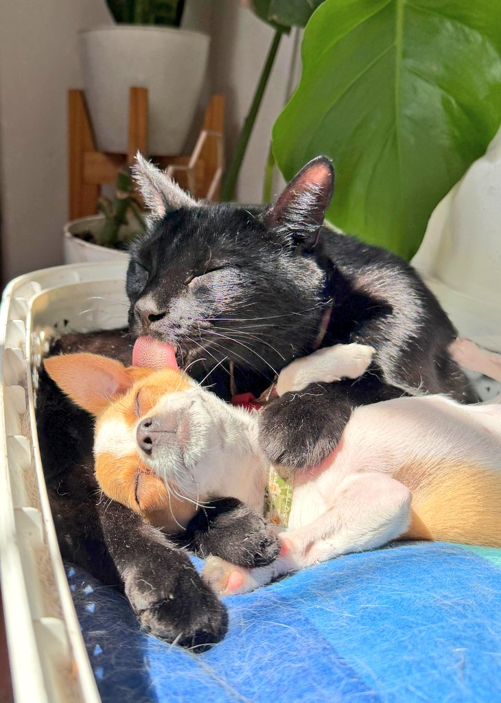 Pawsi 🎂 🎮 tweet media