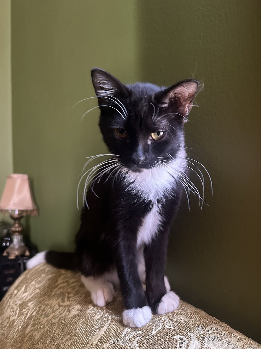 No Tits McGee tweet media