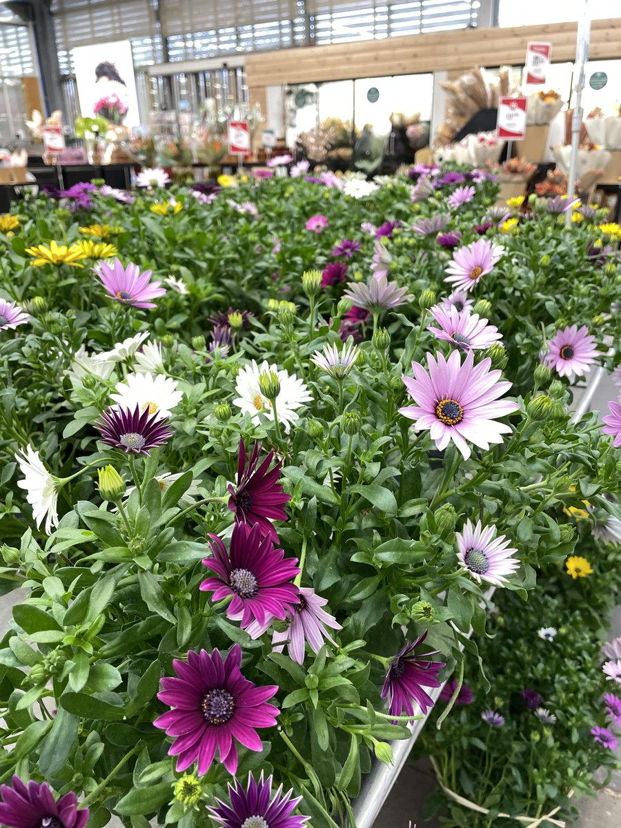 Truffaut tweet media