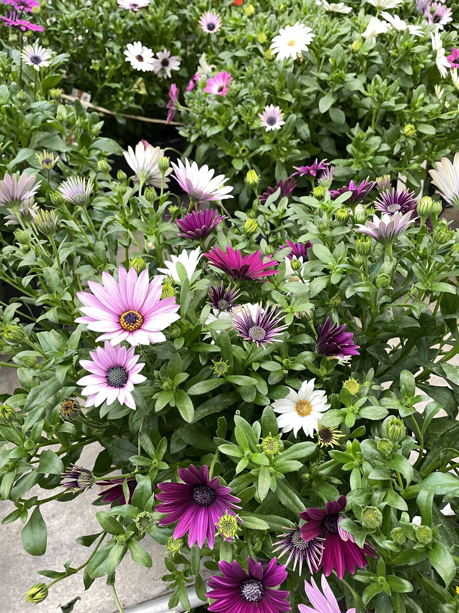 Truffaut tweet media