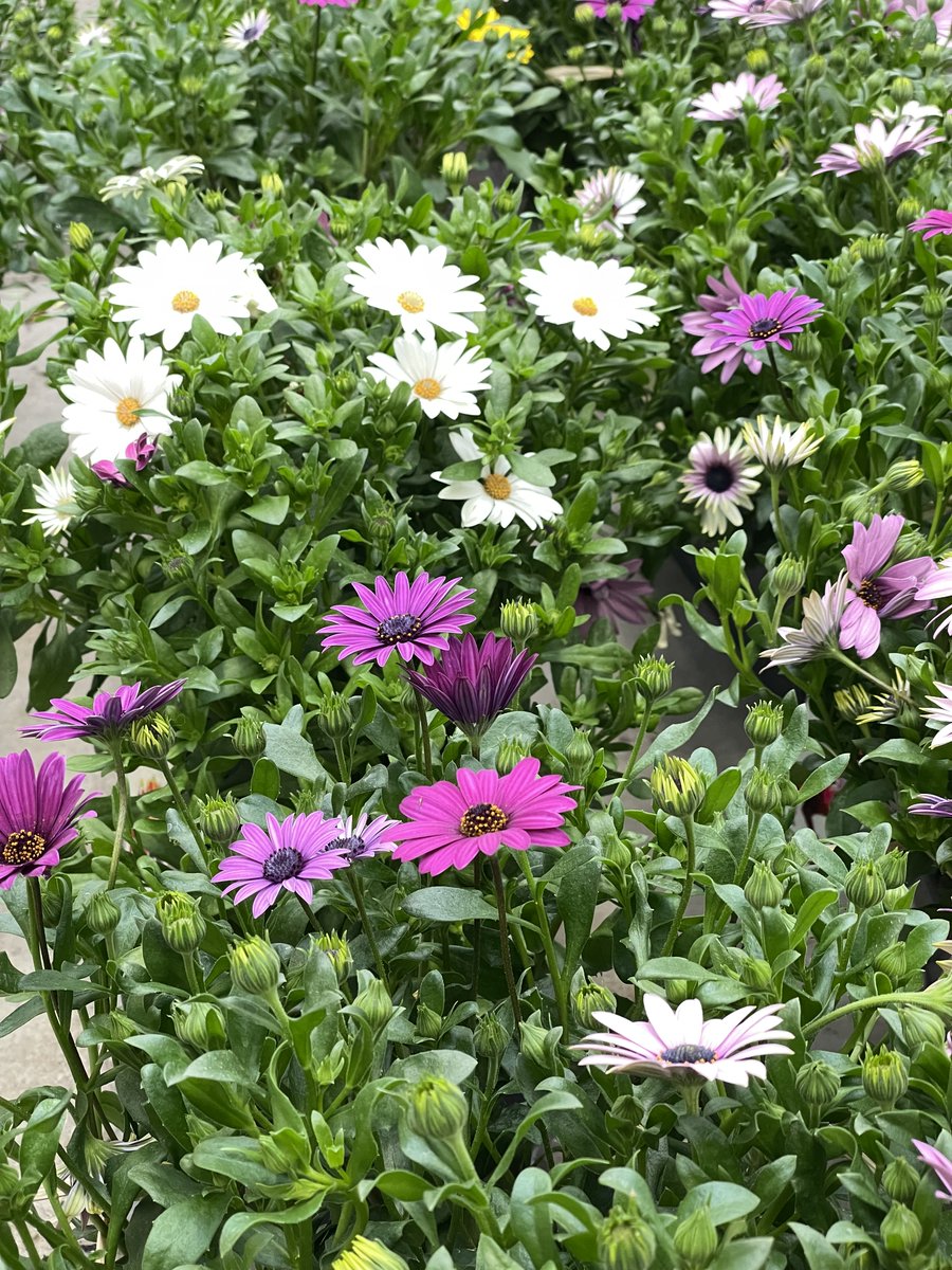 Truffaut tweet media