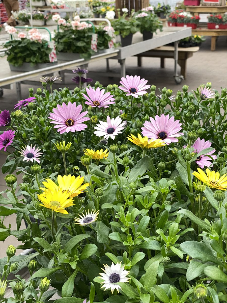 Truffaut tweet media