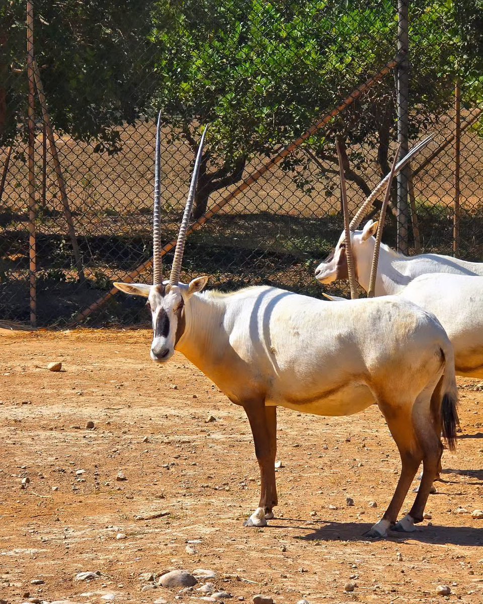Experience Oman tweet media