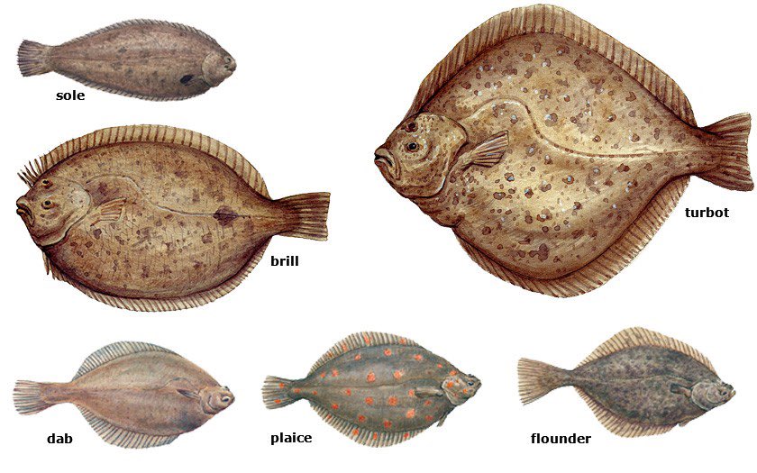 YaySayGex's tweet photo. @affexxxtion Do people not know about flat fish? https://t.co/H0bJLJKMqH