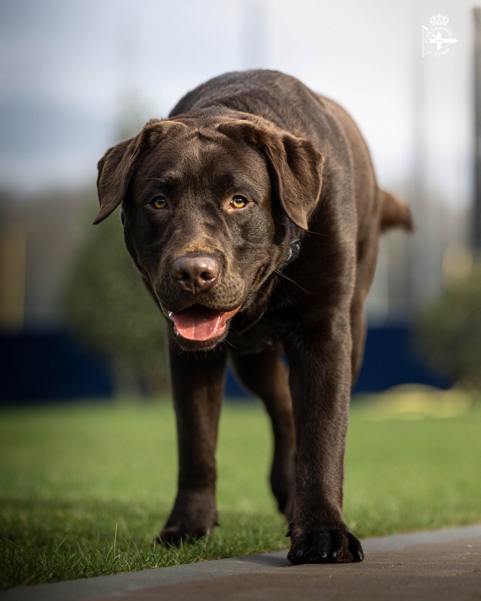 RC Deportivo tweet media