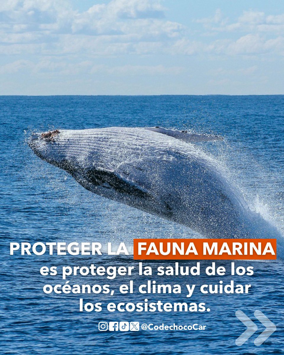 CODECHOCÓ tweet media