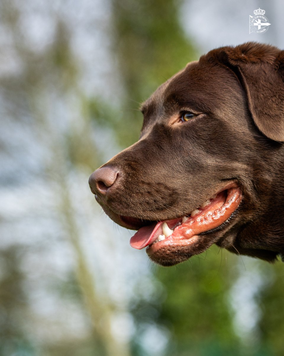 RC Deportivo tweet media