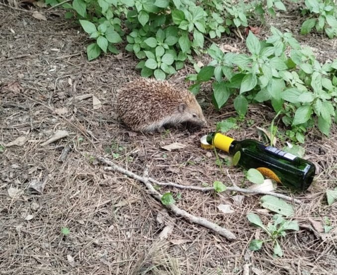 Nick Lloyd tweet media