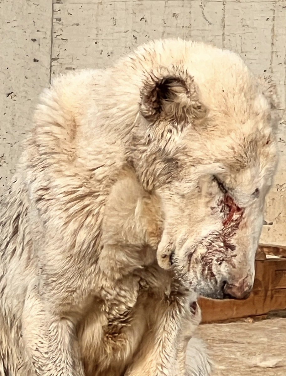 OnNumara tweet media