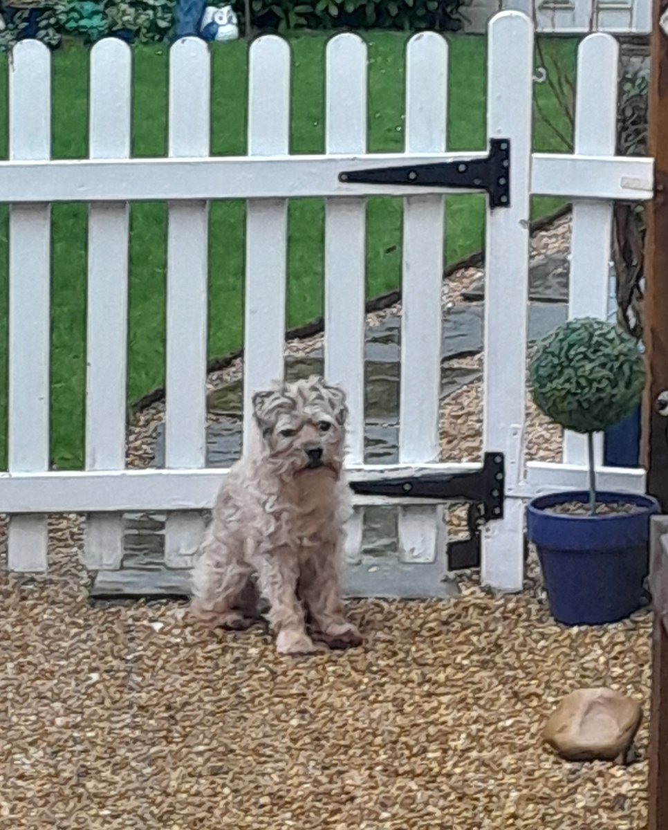 Archie OBE tweet media