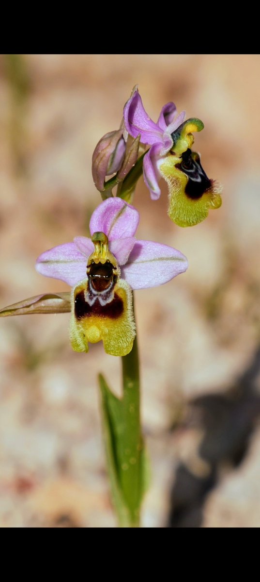 Meet Ophrys tenthredinifera: botanical porn star. Imitates female bee so males try to mate → instant pollination, no rewards given. Savage genius! 😈🐝🌸 #Orchids #MediterraneanFlora