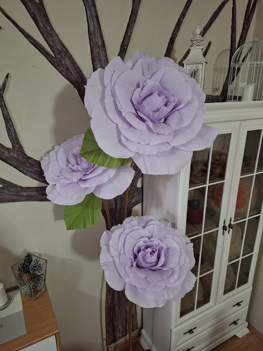 Branislava Dedic tweet media