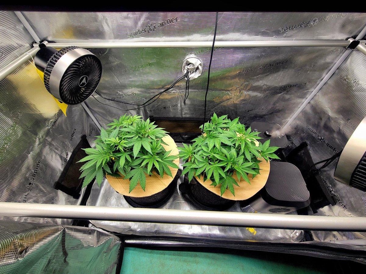 Day 27 Veg - Frosted Socks F1
Added the cardboard to help with moisture retention, an idea I saw <a href="/MrGrowIt/">Mr. Grow It</a> use. Garden fed by StashNutes, genetics bred by <a href="/FTStashPodcast/">From The Stash</a> x <a href="/SwankGenetics/">Swank Genetics</a> 
NFSOT FEPO
🤜🪴🤛
