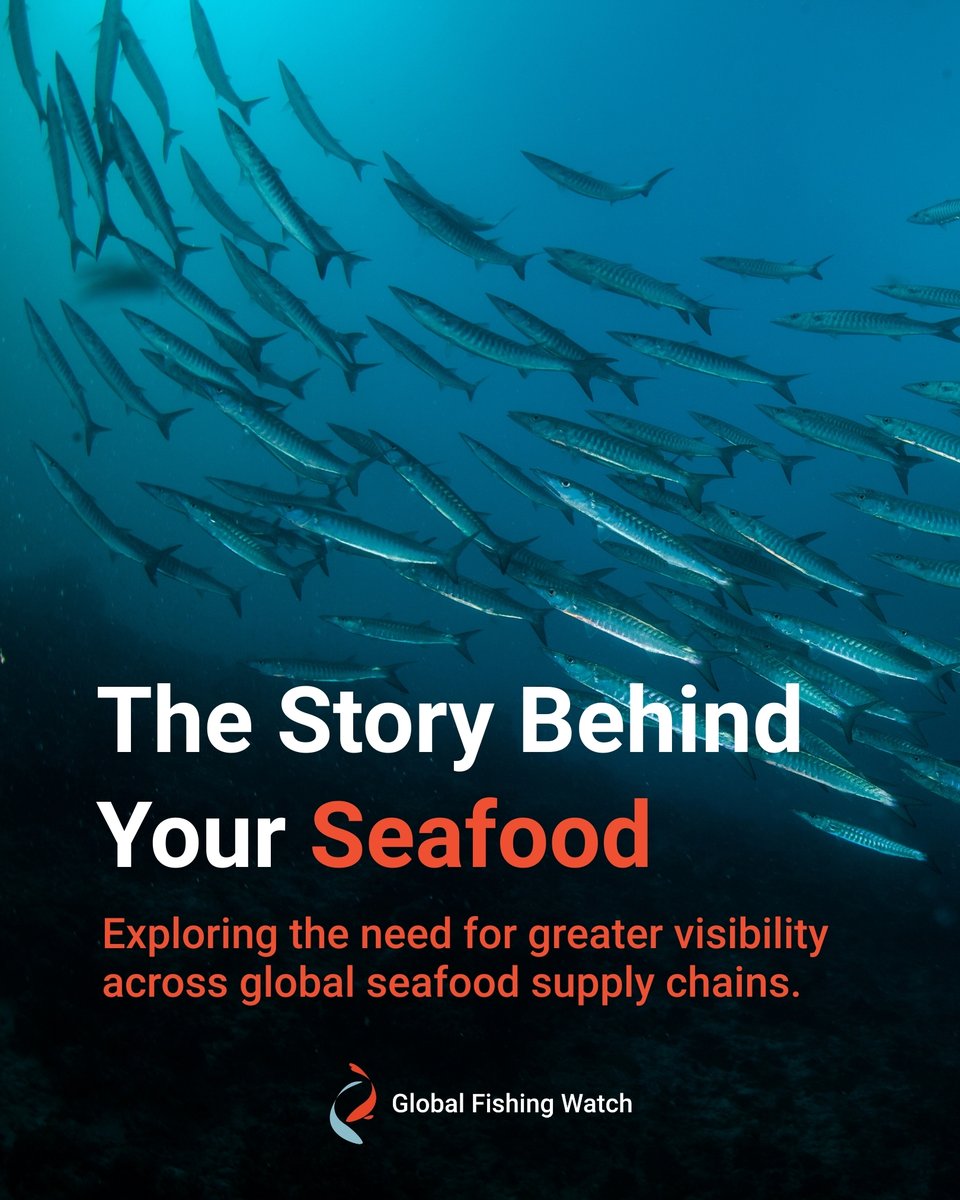 Global Fishing Watch tweet media