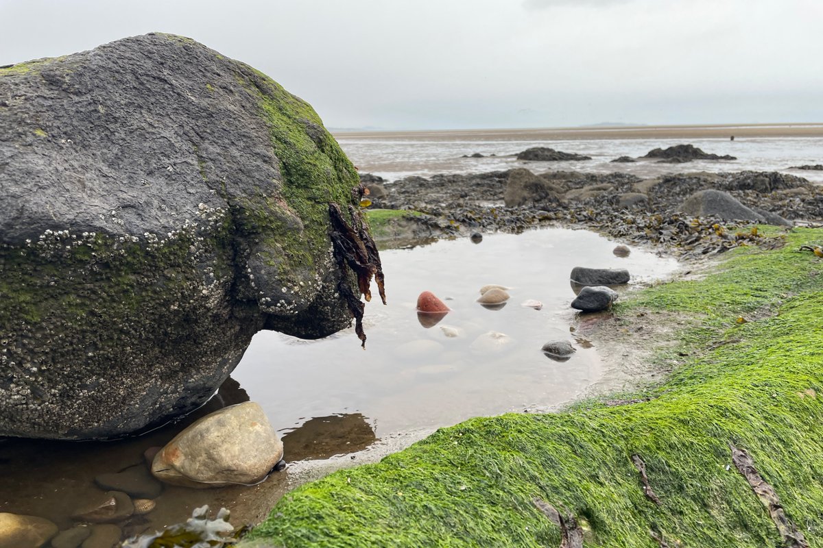 WeeDragon_J's tweet photo. Went to swear at the sea but the tide was out, so the freezing wind and horizontal rain got it instead 🤬 #FuckCancer #EndometrialCancer
#CancerRecurrence
#LymphNodes https://t.co/TGA2lfkJGw