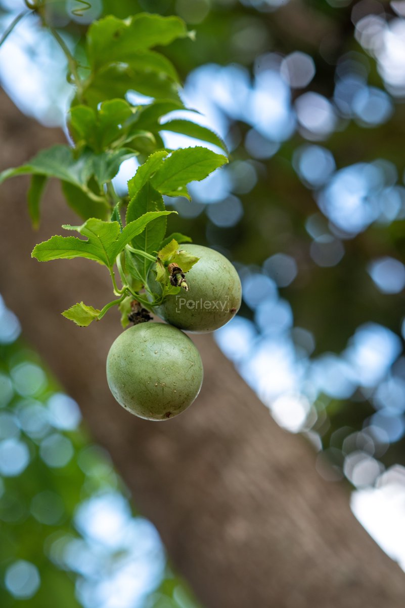 Double the passion, still ripening the story