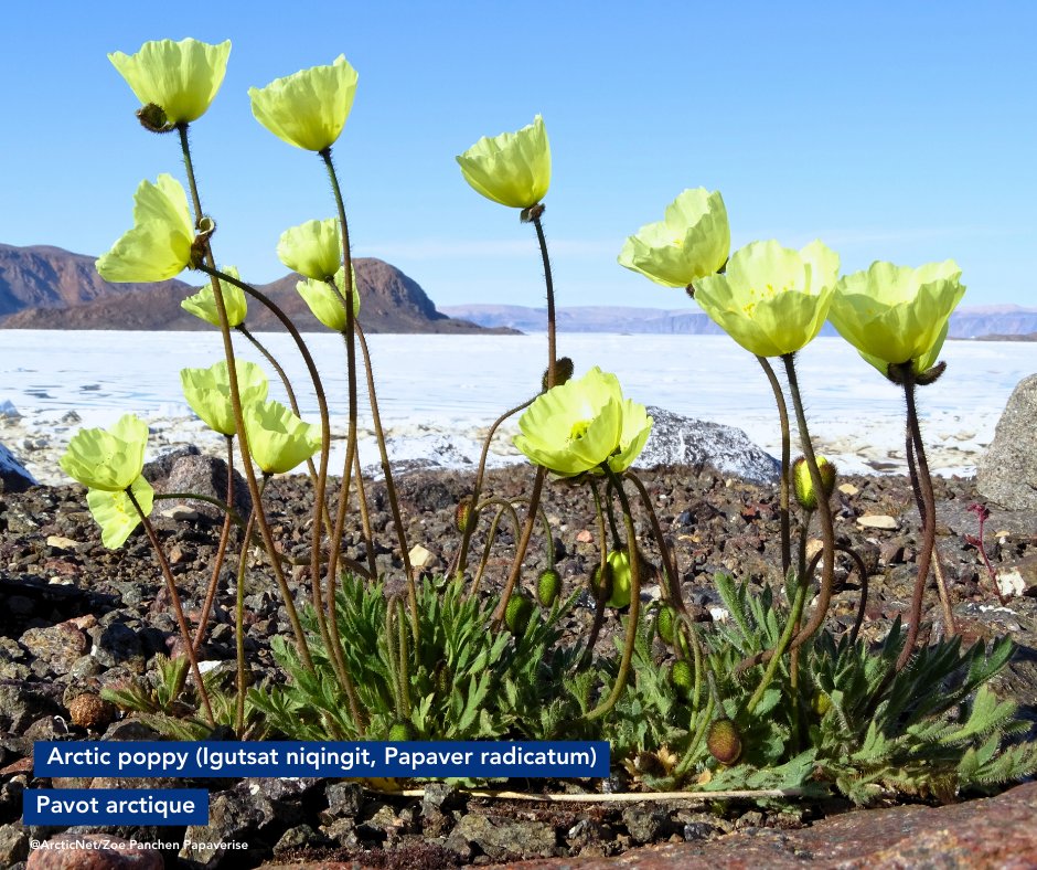 ArcticNet tweet media