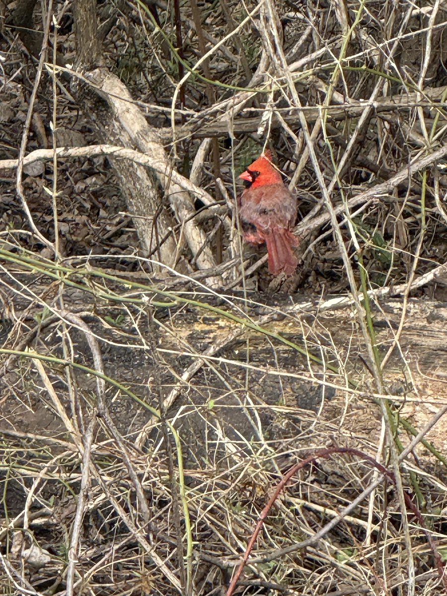 _Syosuzuki0609_'s tweet photo. Have some birb pictures that I took yesterday & today!
#Fuutography https://t.co/43KgjcdAyn