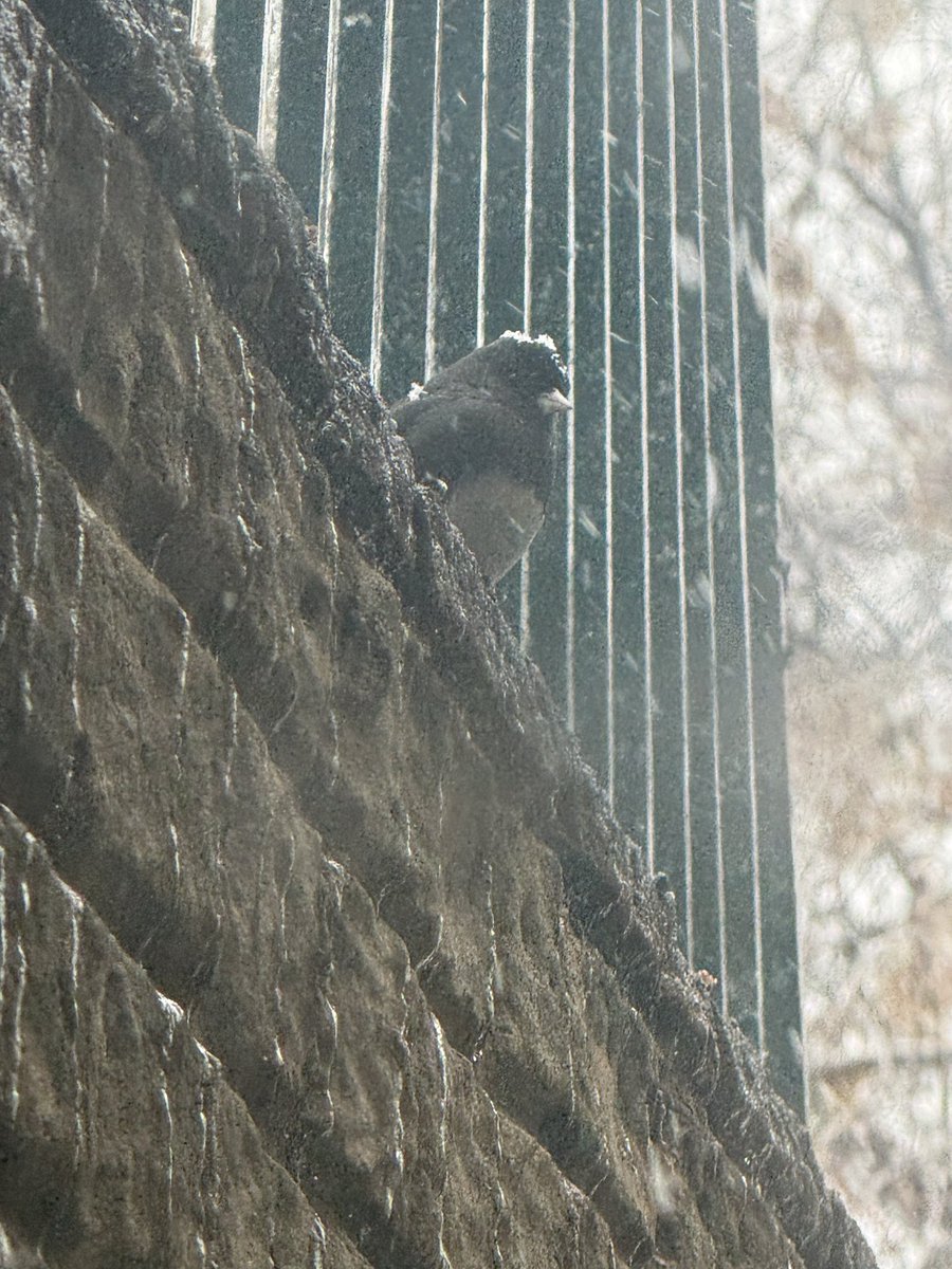 _Syosuzuki0609_'s tweet photo. Have some birb pictures that I took yesterday & today!
#Fuutography https://t.co/43KgjcdAyn