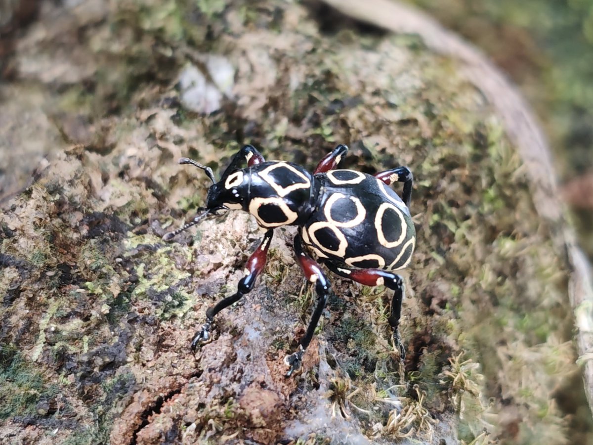 BIHIRANG ENDEMIC NA SALAGUBANG, MULING NAMATAAN SA CATANDUANES MATAPOS ...