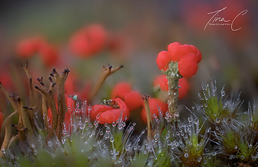 TinaClaffeyPhoto tweet media