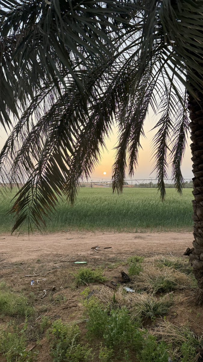 الوليد tweet media