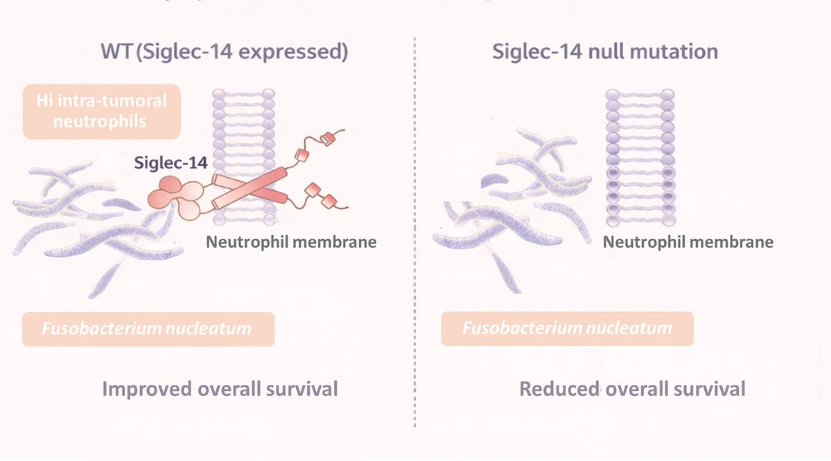 Cell Host & Microbe tweet media