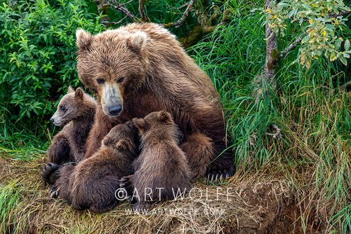 Art Wolfe tweet media