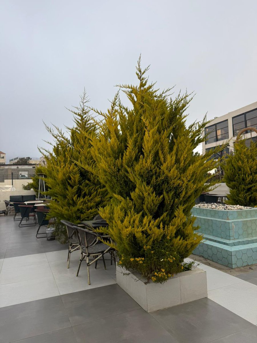 Tim Al-Shanqiti 🇸🇦 tweet media