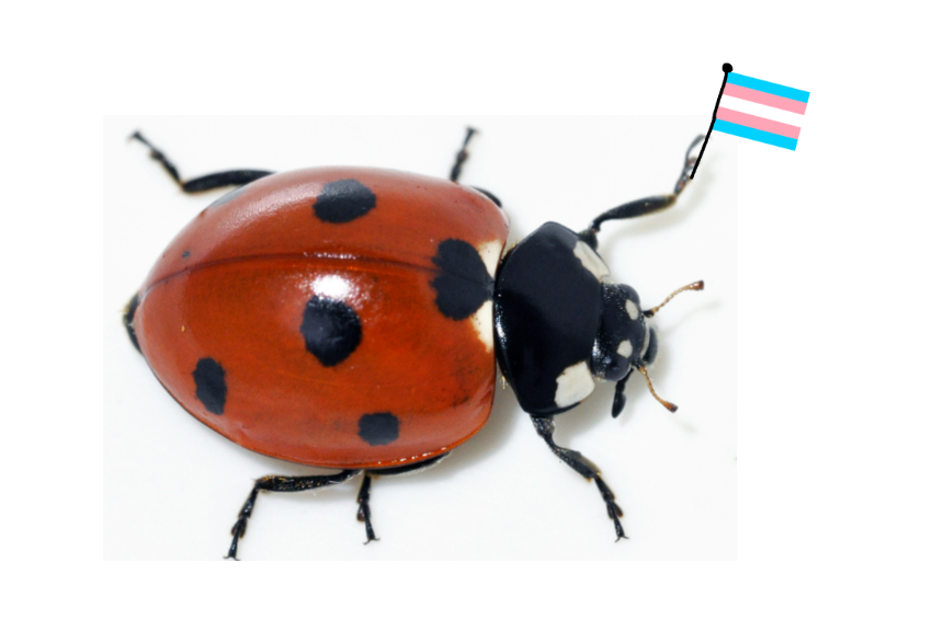 824,976,127 ladybugs tweet media