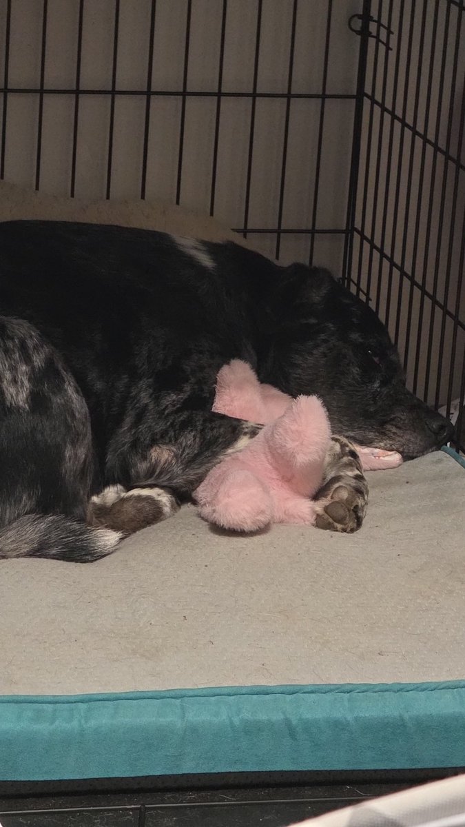 Kayla Lavender🌲🪻 tweet media