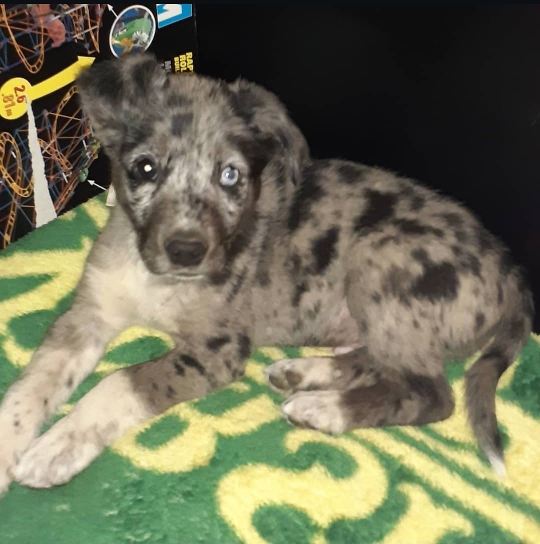 Kayla Lavender🌲🪻 tweet media