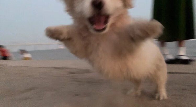 everything dogs 🐶 tweet media