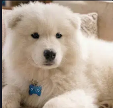 Siralienpriv tweet media