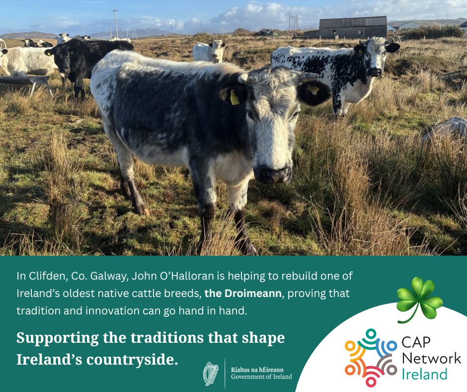 CAP Network Ireland tweet media