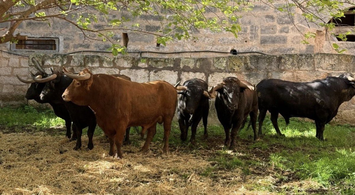 Verdad Taurina tweet media