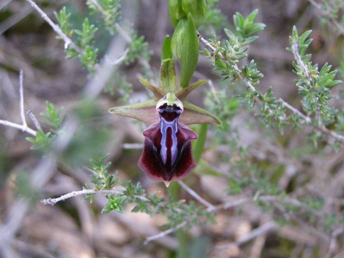 Panayiotis G Dimitrakopoulos tweet media