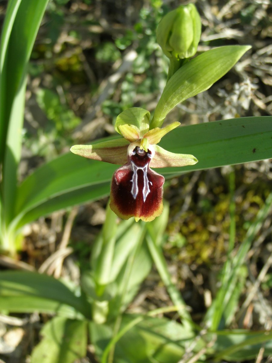 Panayiotis G Dimitrakopoulos tweet media