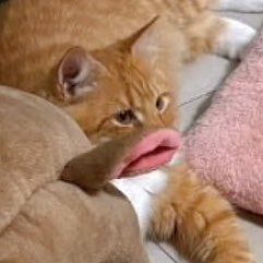 Posts Of Cats tweet media