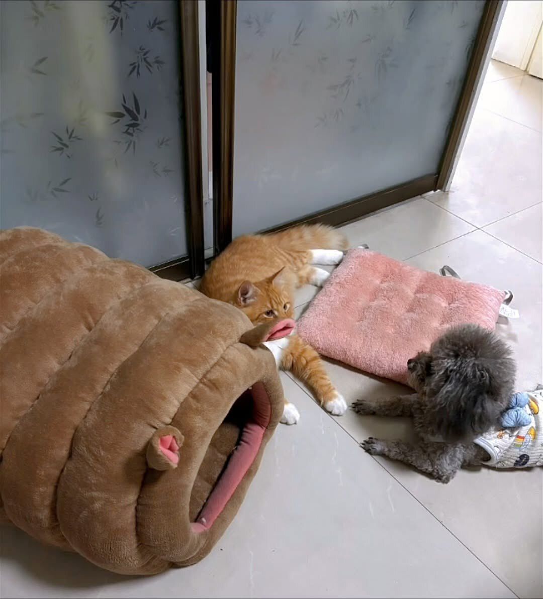 Posts Of Cats tweet media