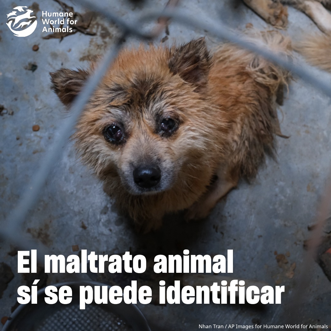 Humane World for Animals Mexico tweet media