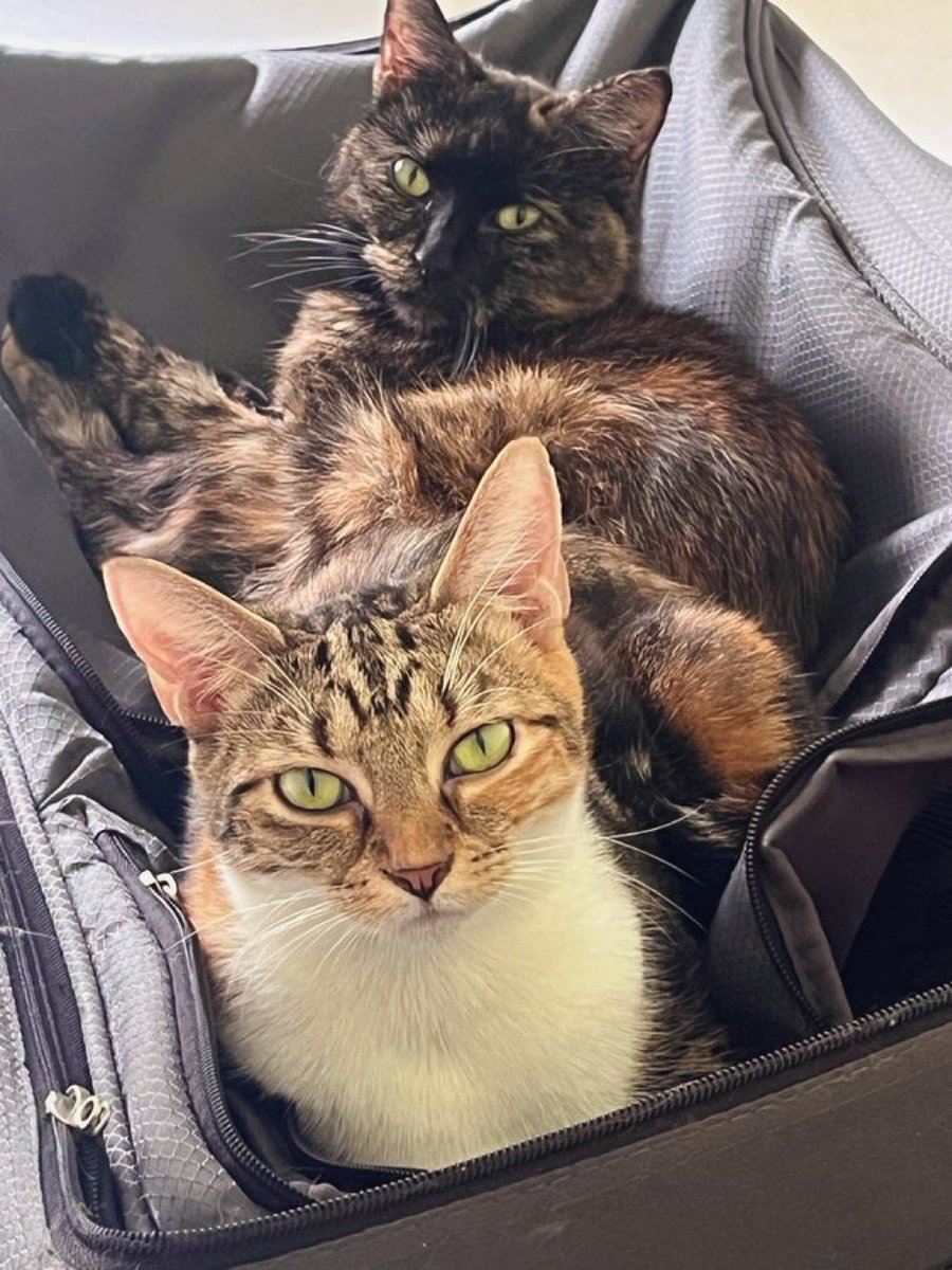 ttpdchantelle's tweet photo. here are my 3 adopted babies!!!!! always adopt not shop!!!!!!!! i spent a year volunteering for a rescue and saw first hand the importance of adopting from a rescue or a charity! #AdoptNotShop https://t.co/ic6bxQNG9C